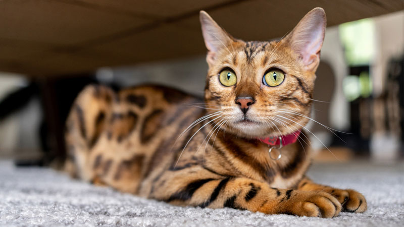 chat bengal